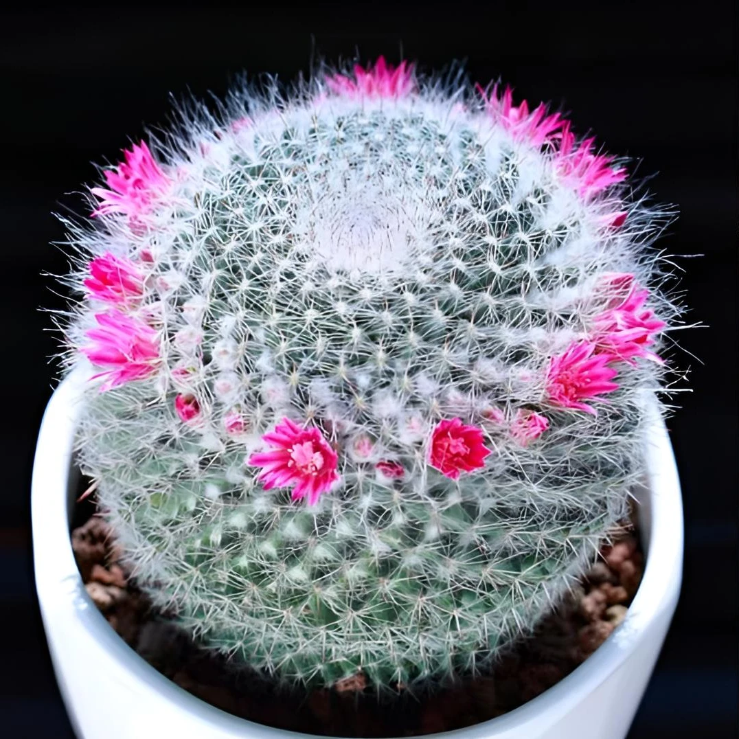 玉翁仙人球多肉植物