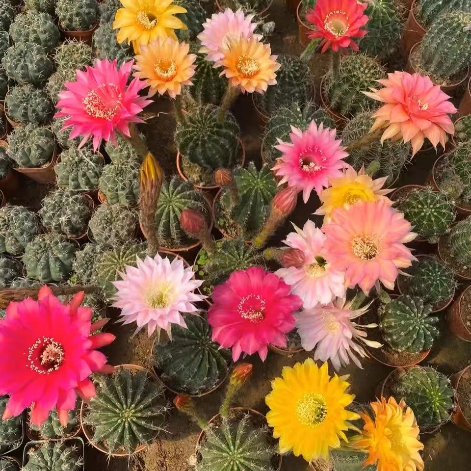 3颗小号彩草球球多肉植物