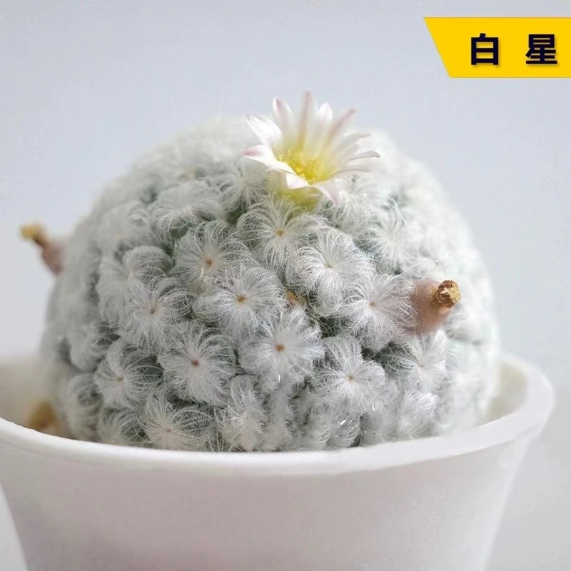 小号白星球球多肉