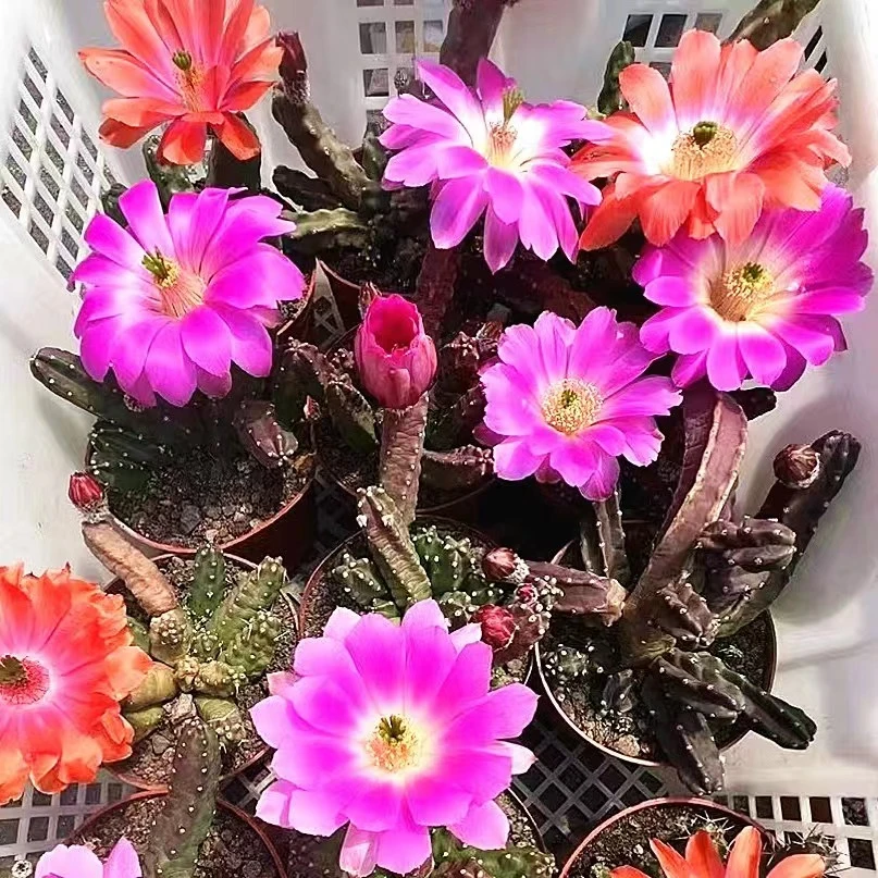 大号水仙情郎多肉植物