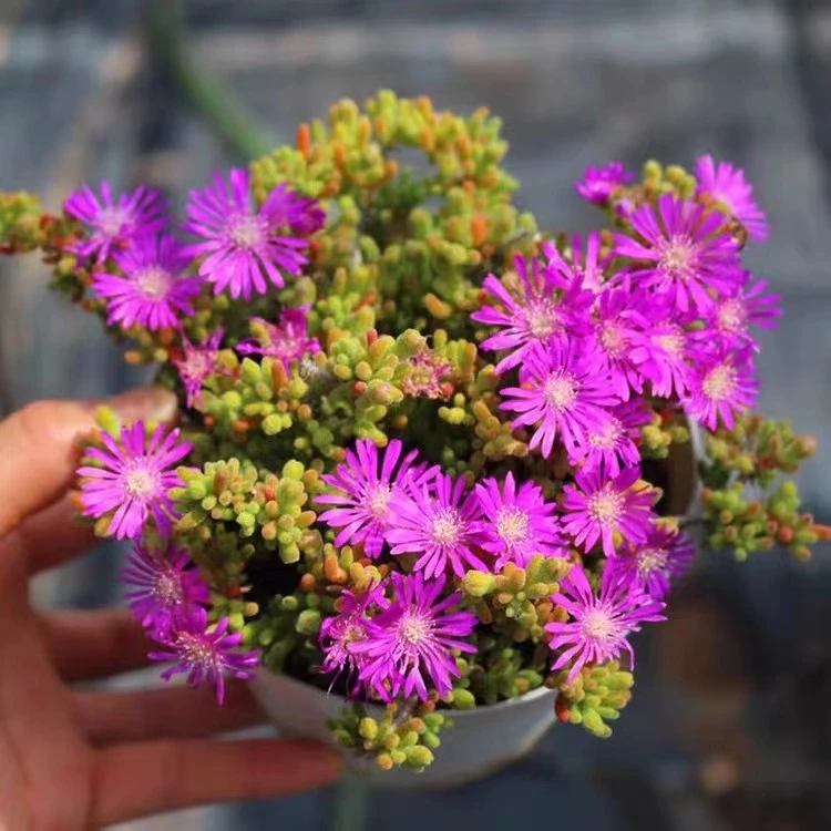 小号枝干番杏多肉植物