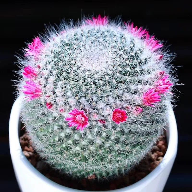 中号玉翁仙人球多肉植物