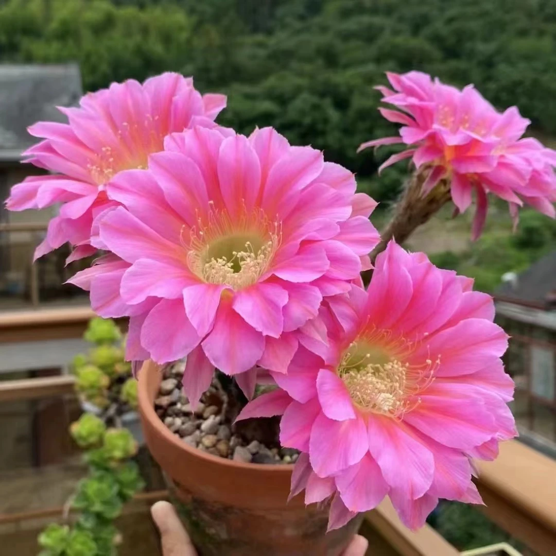 方盆浓桃筋仙人球多肉植物