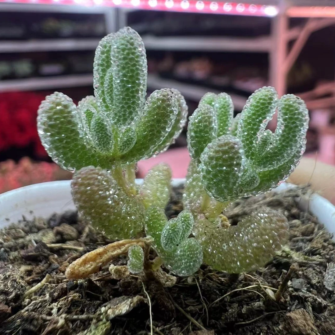迷你冰晶枝干多肉（满18包邮）