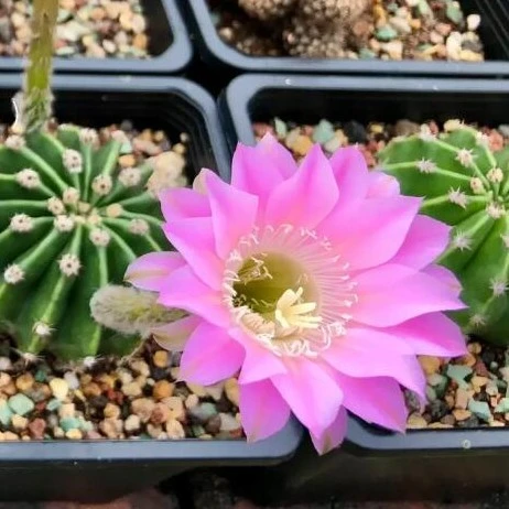 粉花短毛丸仙人球多肉植物