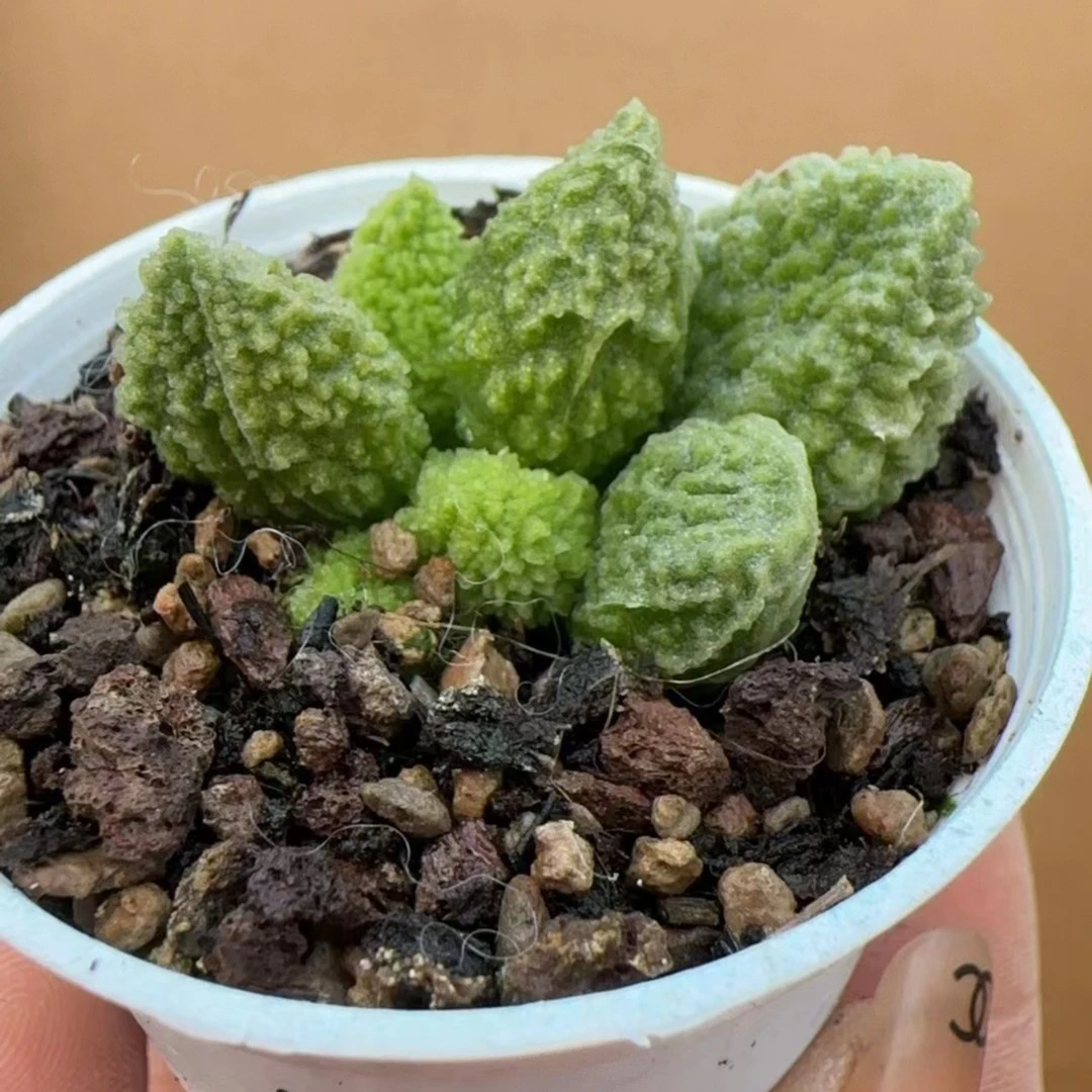 翠绿石水泡多肉植物