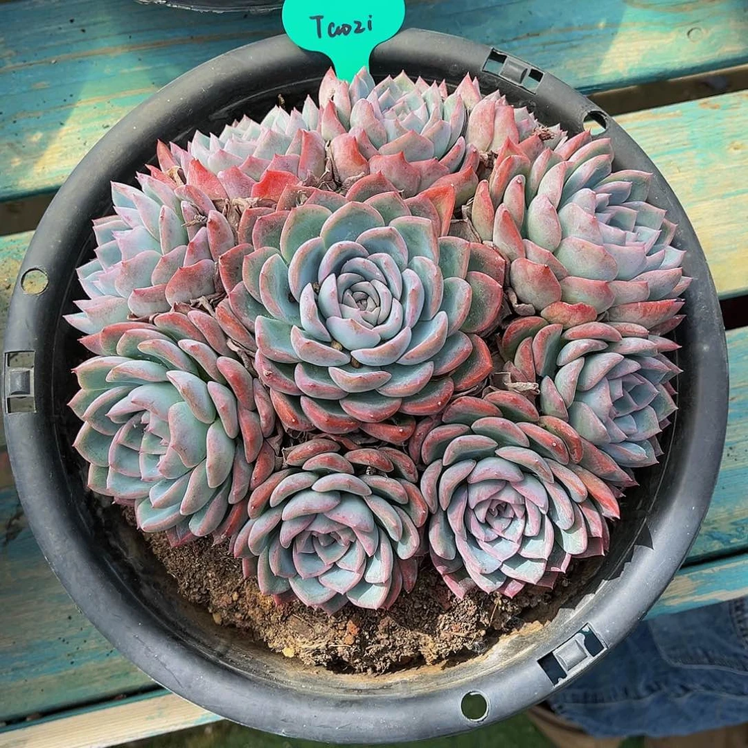 一物一拍，精品多肉