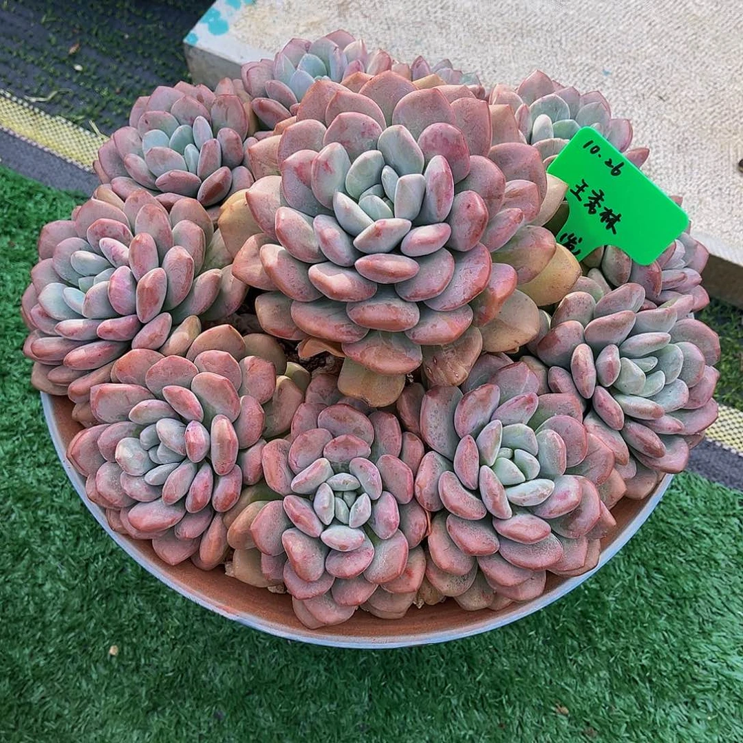 一物一拍，精品多肉