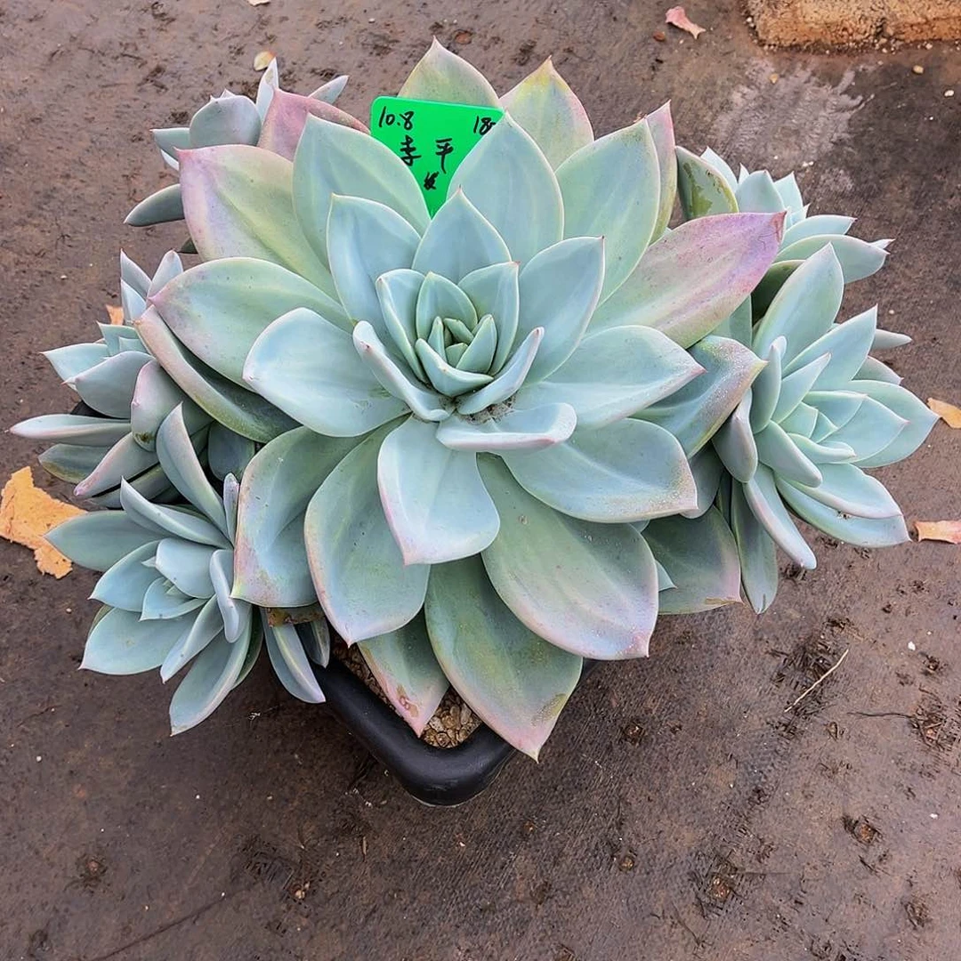 一物一拍，精品多肉