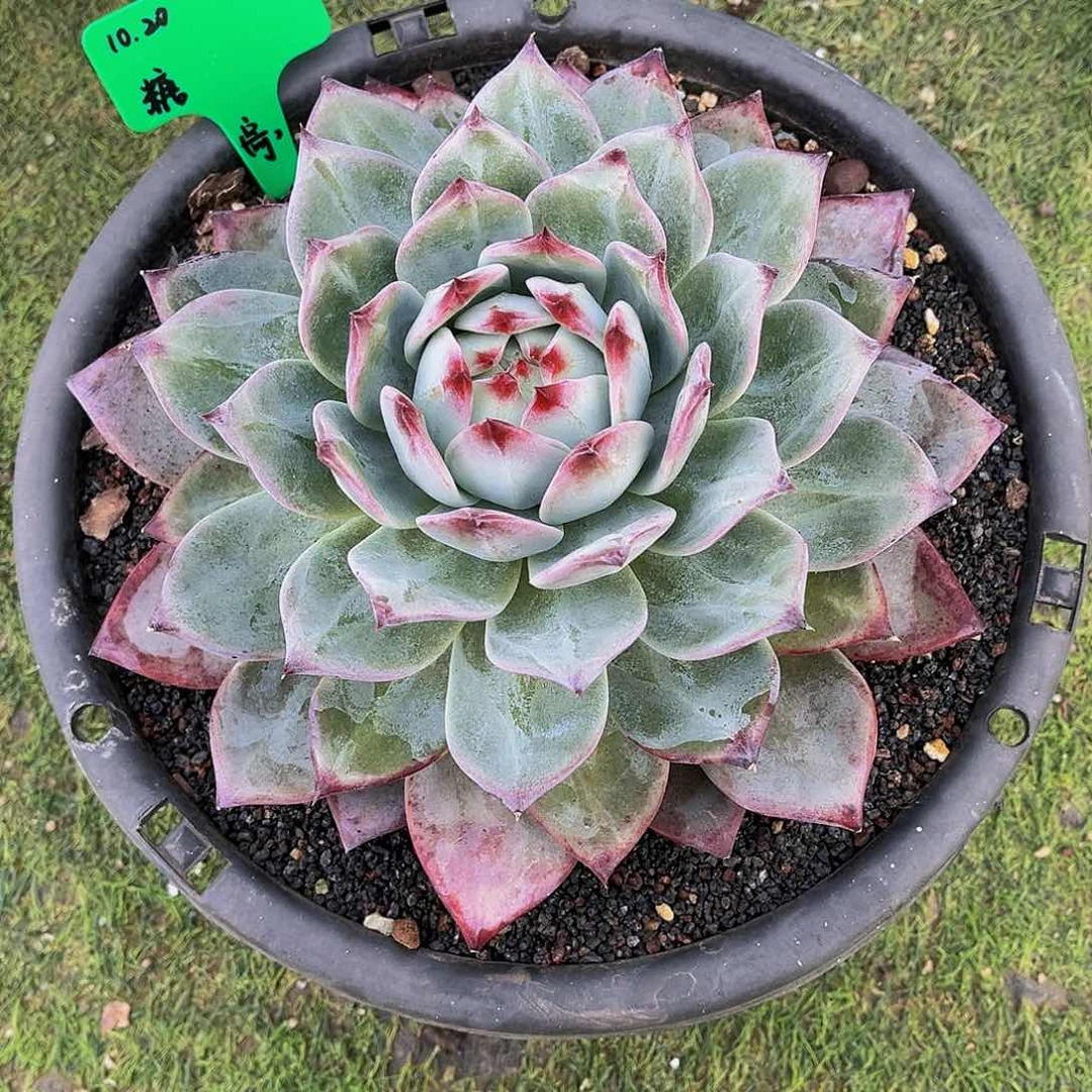 一物一拍，精品多肉