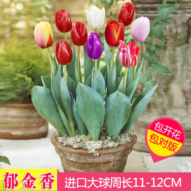 荷兰进口郁金香种球大球重瓣花卉盆栽水培植物室内外四季好养种子
