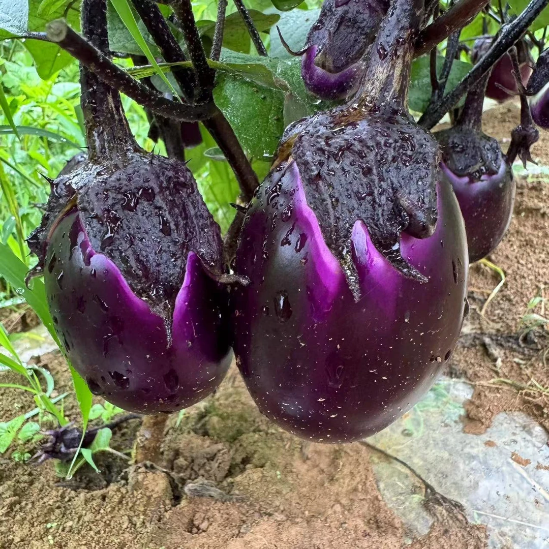 贵州新鲜茄子现摘现发嫩短圆茄子新鲜紫茄子紫光茄子农家自种