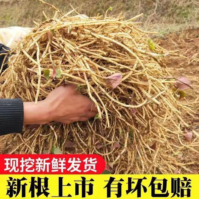 贵州新鲜现挖折耳根鱼腥草带泥节节根凉拌