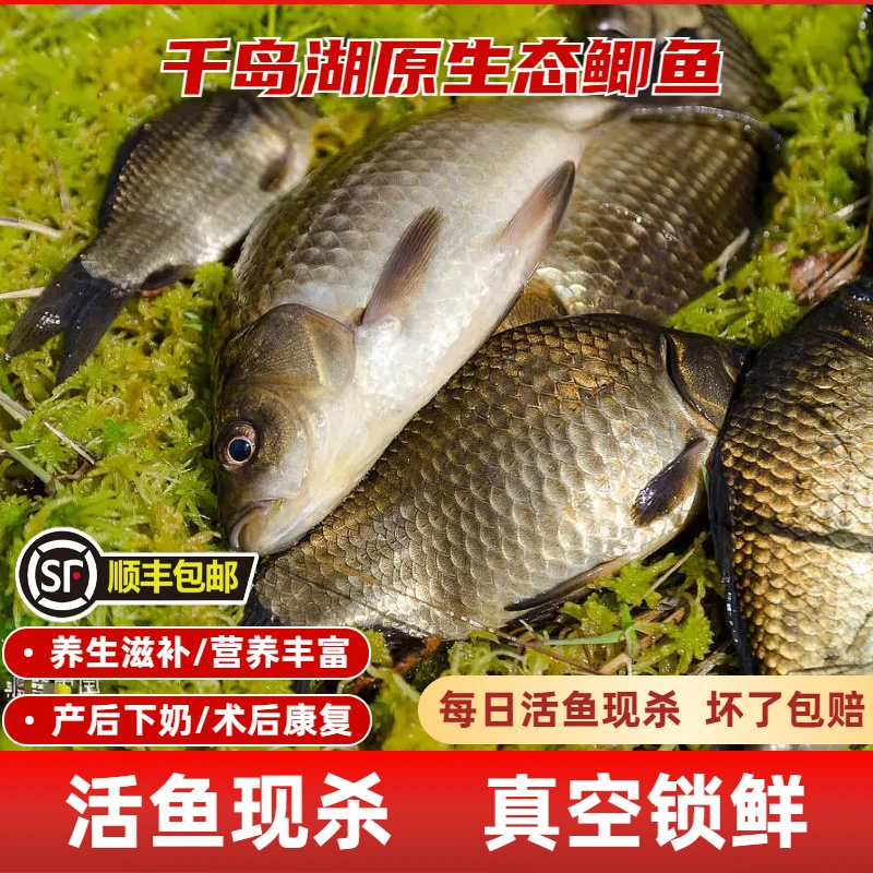 【活杀-生态鲫鱼】淳鲜舫千岛湖生态鲫鱼新鲜现捕捞活鱼鲜杀发顺丰