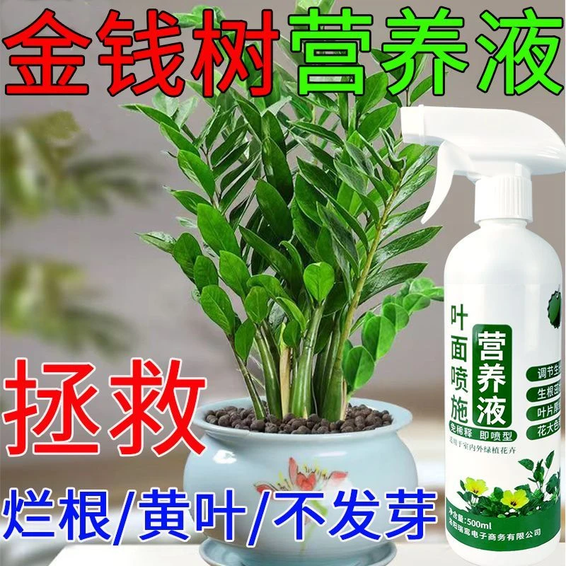 【拯救黄叶】金钱树营养液催芽防黄叶落叶烂根液体肥绿植通用肥生长