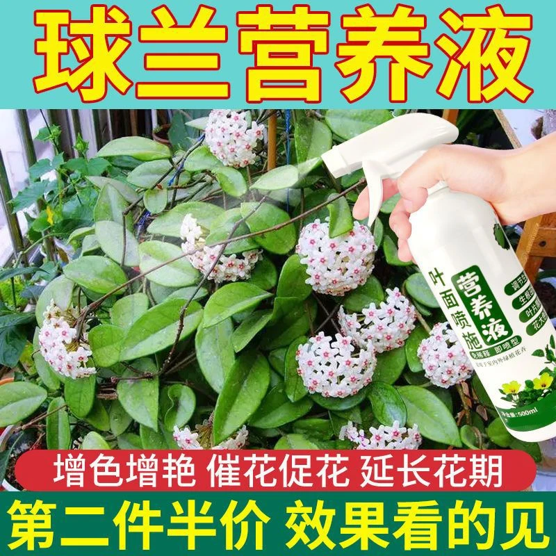 花卉营养液球兰专用营养液促开花防黄叶补充营养液植物专用营养液