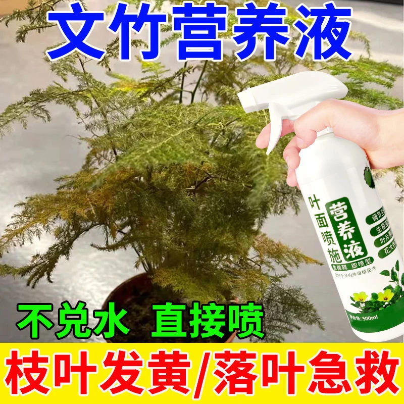 文竹专用肥料文竹营养液防黄叶落叶一喷绿植物营养液免稀释直接喷