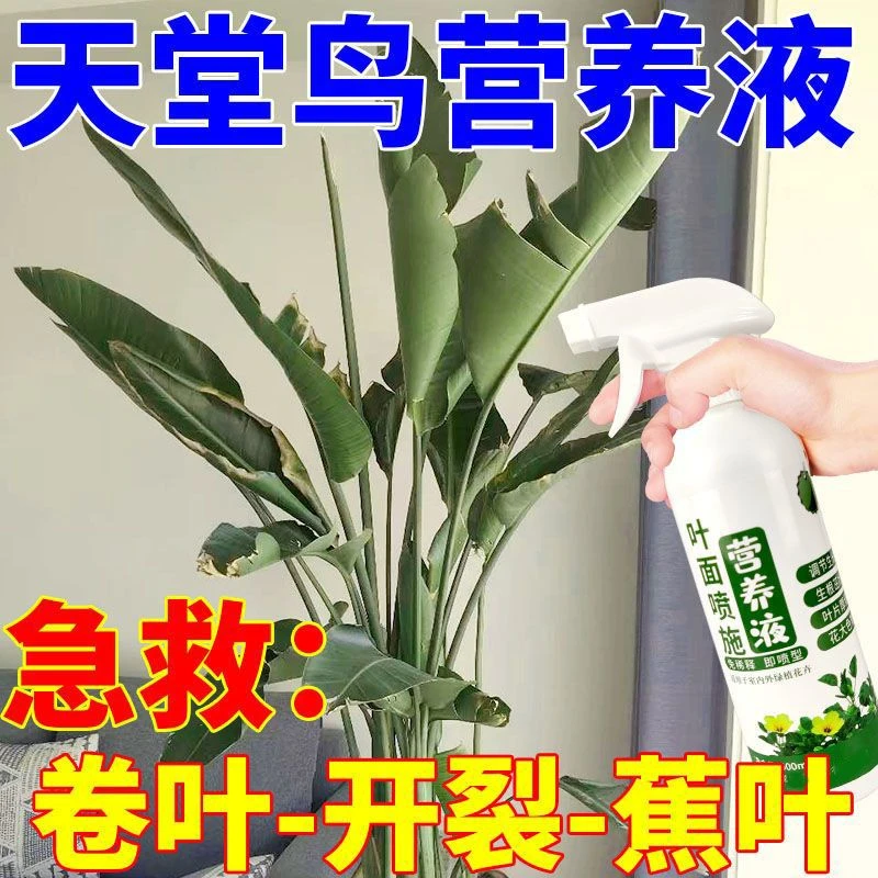 天堂鸟营养液防止天堂鸟叶片开裂卷叶枯黄倒伏一喷绿液体肥肥料