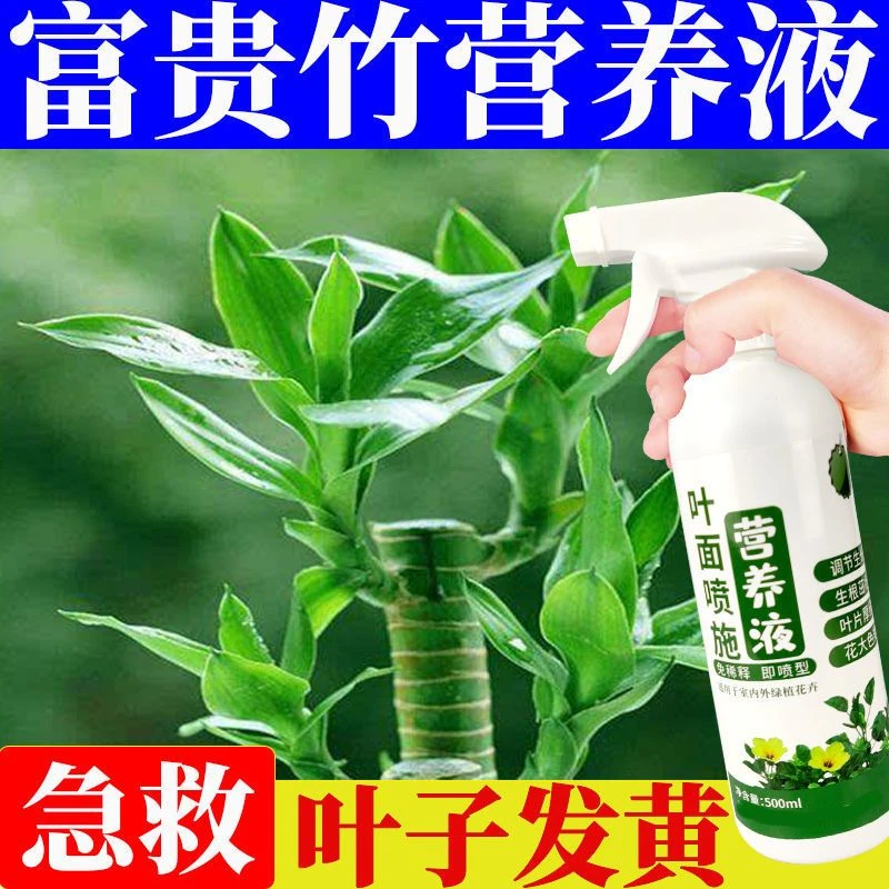 富贵竹专用营养液一喷绿花肥黄叶变绿直喷式盆栽发财树花卉叶面肥