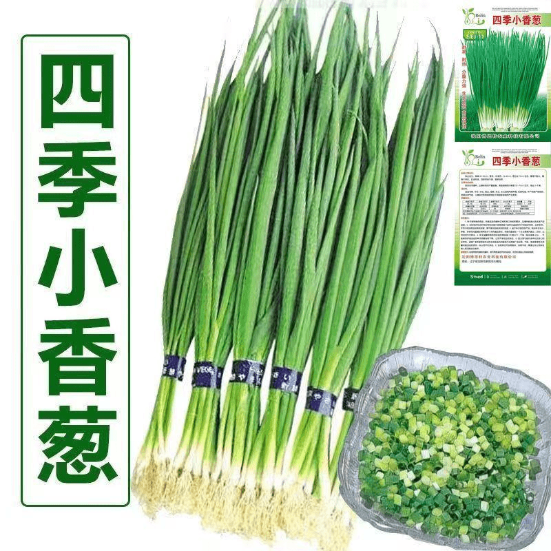 仟阳 四季小香葱种子四季播小葱种籽耐热耐寒易种阳台盆栽家庭蔬菜种子