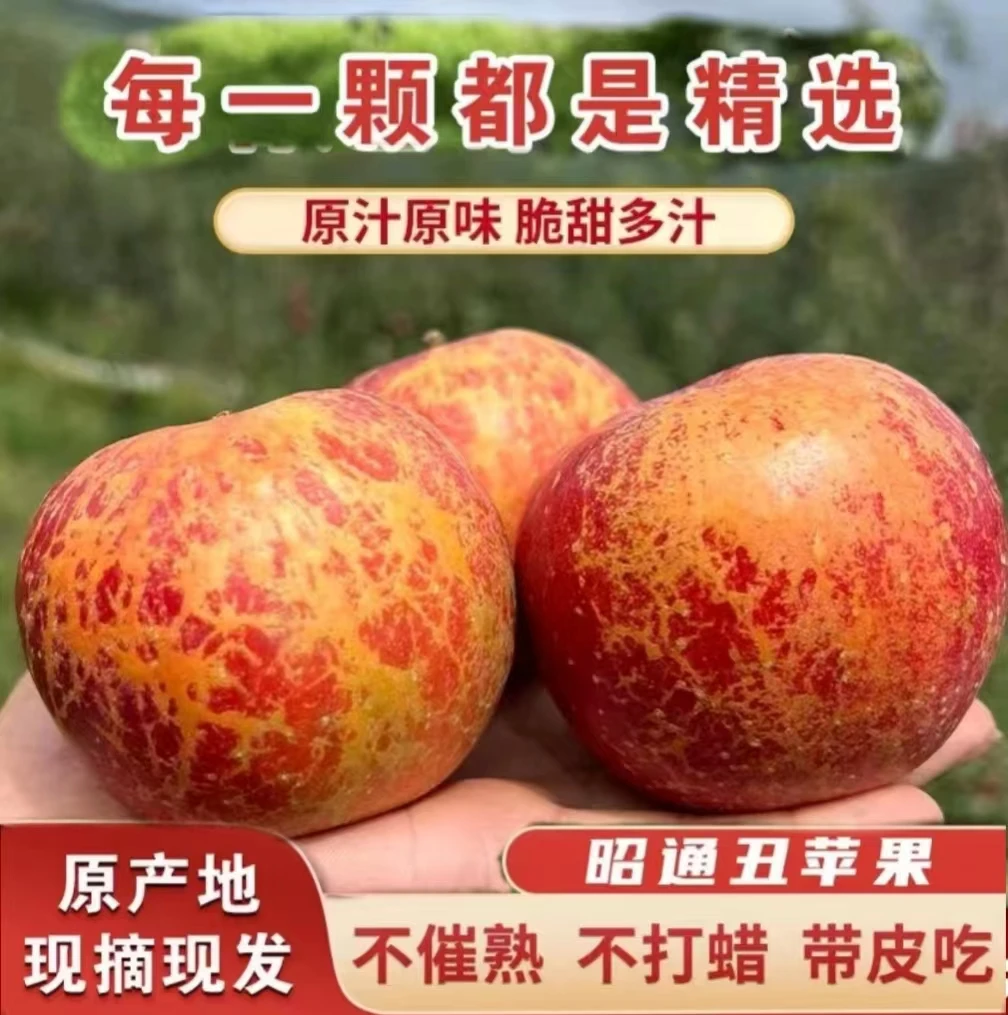 正宗当季云南昭通冰糖心丑苹果新鲜脆甜多汁精选原产地现摘现发