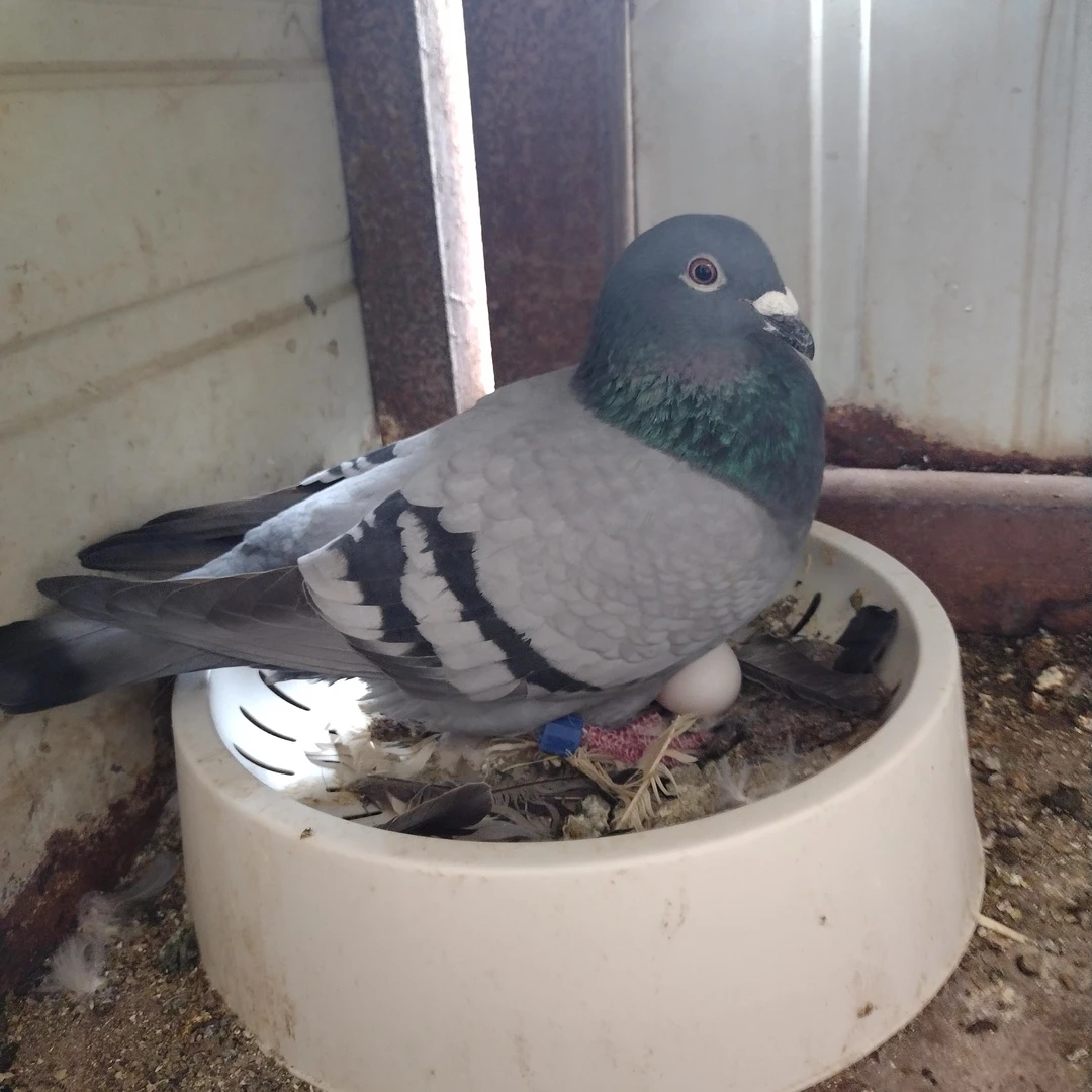 血统詹森530公里42名、国家赛600公里102名出售子代平辈鸽