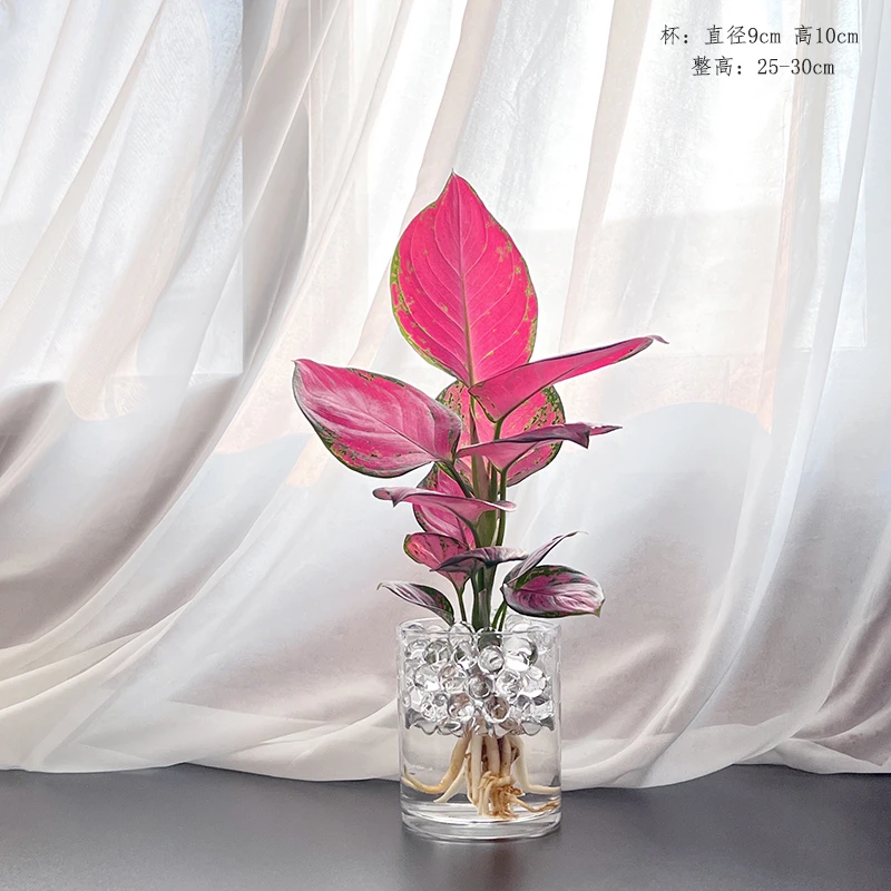 吉利红万年水养水培办公室桌面小绿植室内好养植物水培植物旺宅