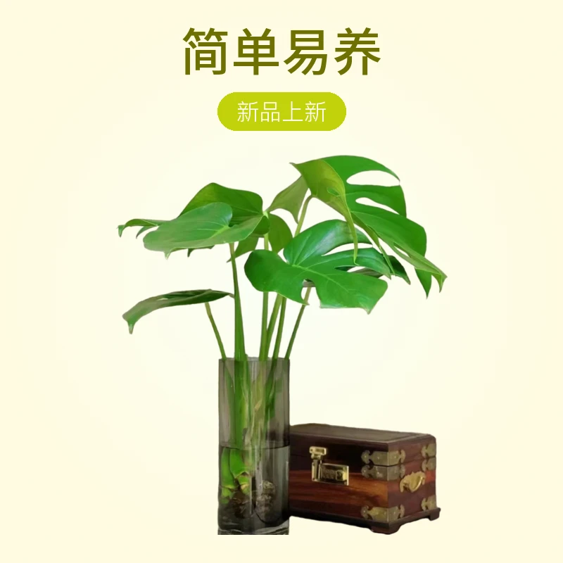 龟背竹水培除甲醛特大放办公室竹子水培花卉室内水养水培植物绿植