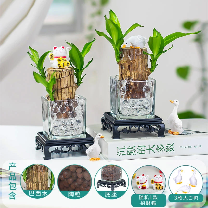 巴西木木开花带芽盆栽水养水培格鲁特摆件专用小水培花卉室内水养