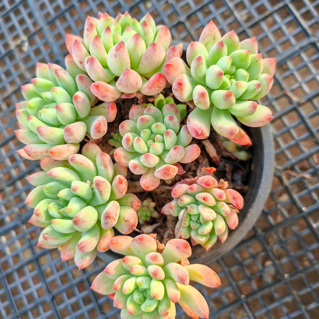 蓝苹果蓝精灵经典多肉植物老品种耐活容易出状态