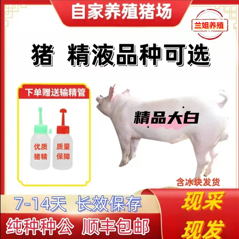 英系大白种公猪精原种优质猪场精品批发零售一件包邮包对版猪场发