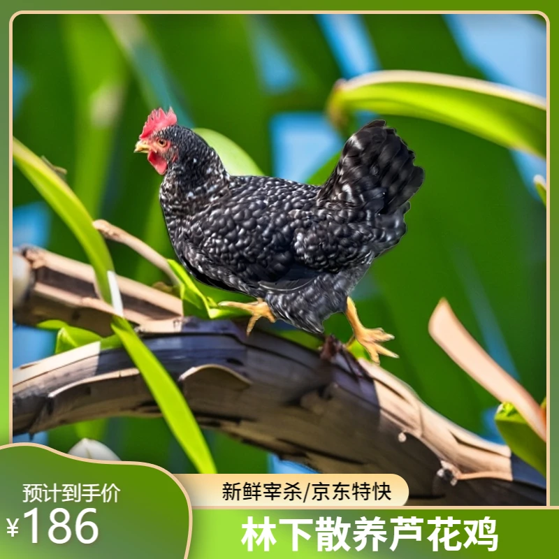 苗圃果园林下散养芦花鸡/净重2.8斤以上/煲汤红烧/京东生鲜特快