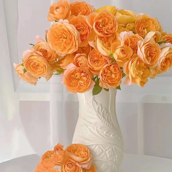 云南基地鲜花多头玫瑰果汁阳台郁金香花盆雪柳干花架营养土百合