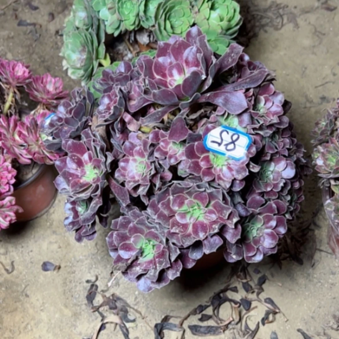【闪购商品】多肉植物满江红85