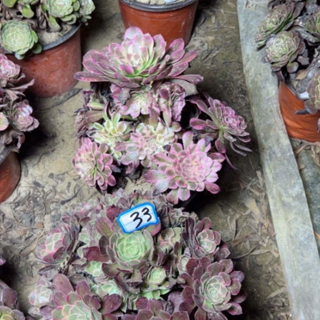 【闪购商品】多肉植物两个33