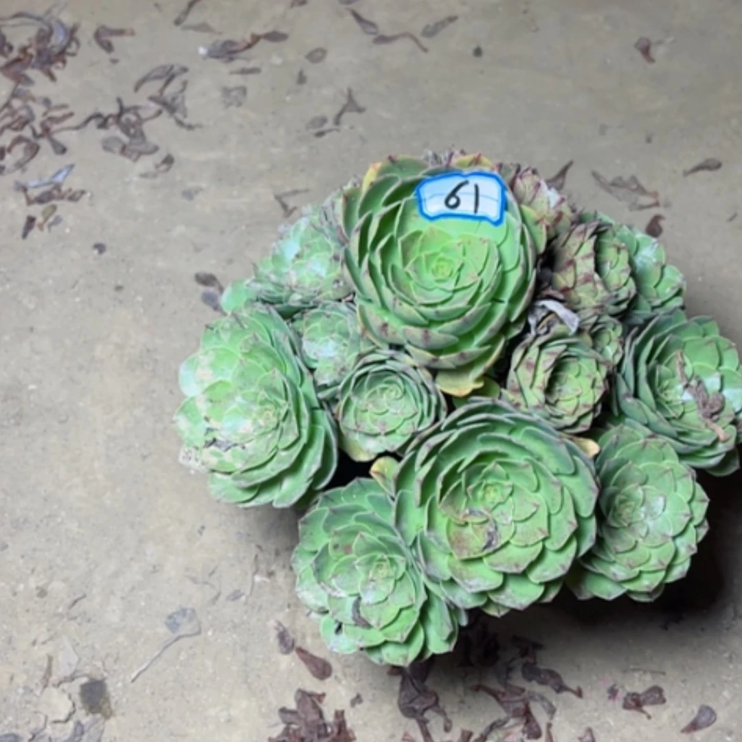 【闪购商品】多肉植物万拉丝61