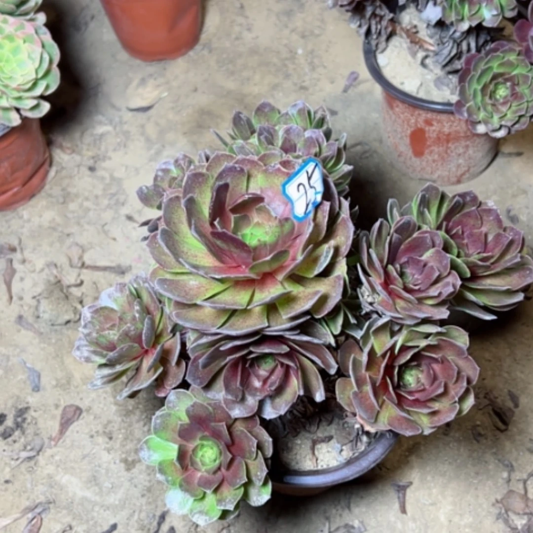 【闪购商品】暖**凉多肉植物红魔25