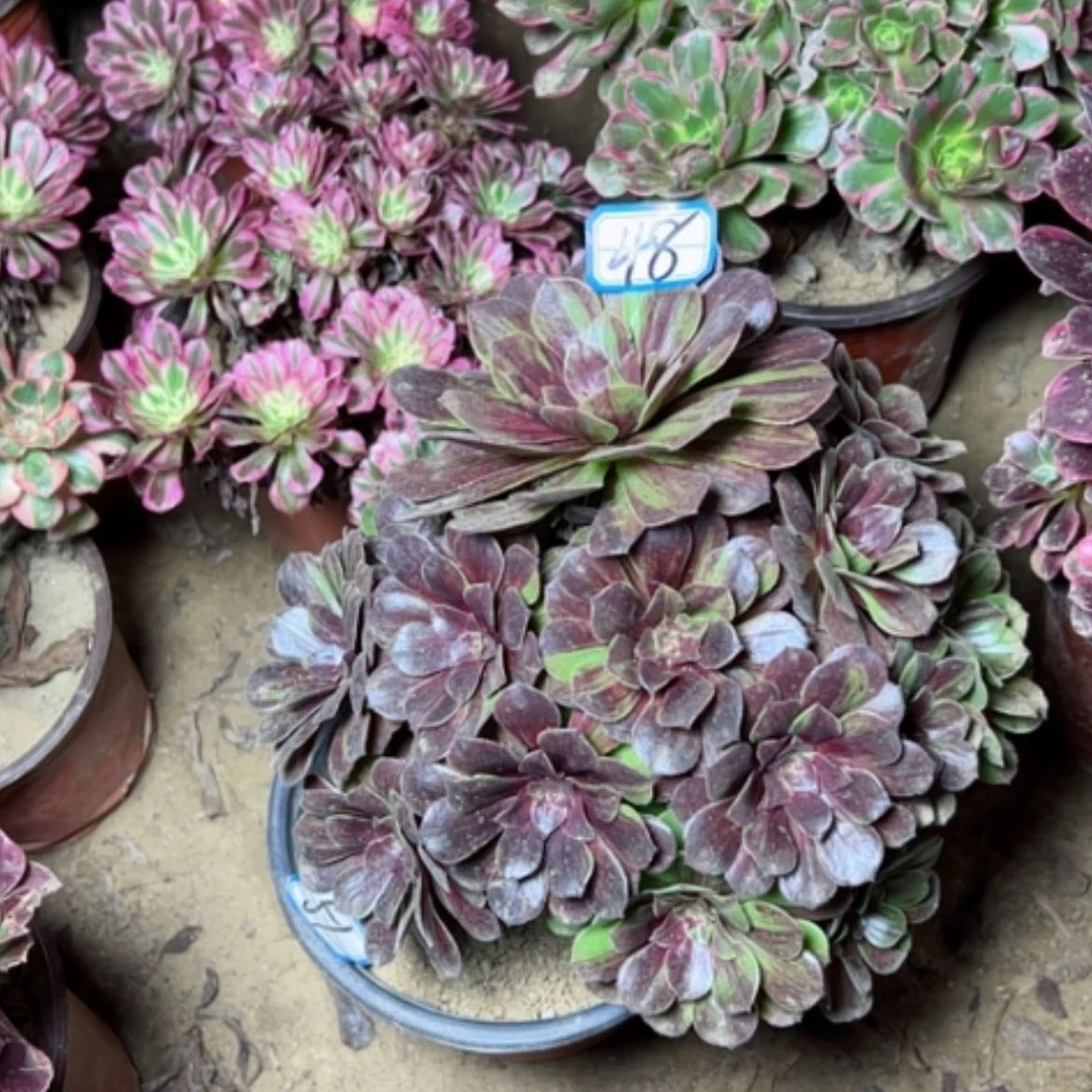 【闪购商品】暖**凉多肉植物花月夜48