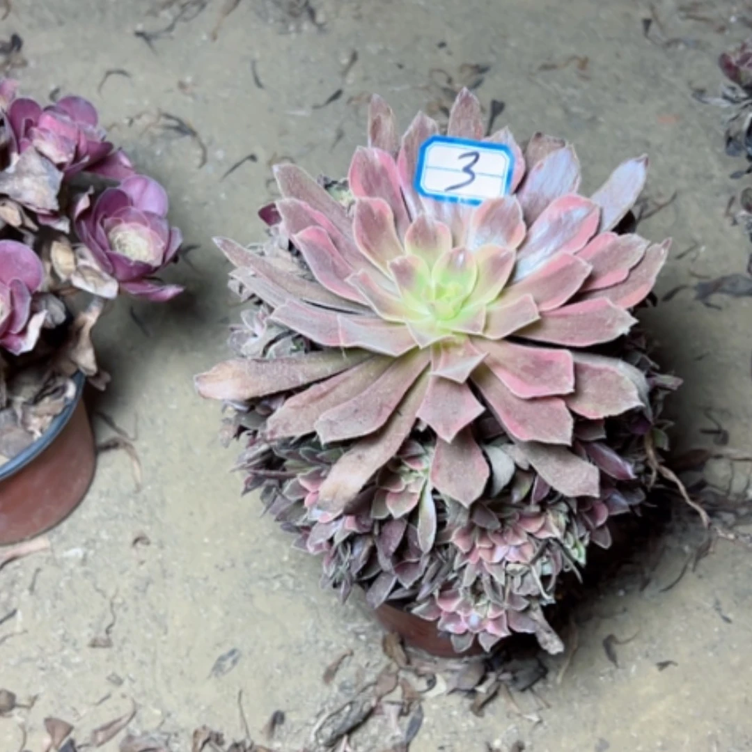 【闪购商品】多肉植物梦娜丽莎3