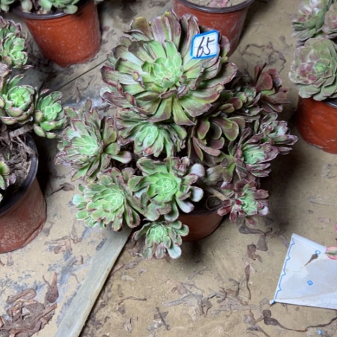 【闪购商品】少****店多肉植物粉墨65