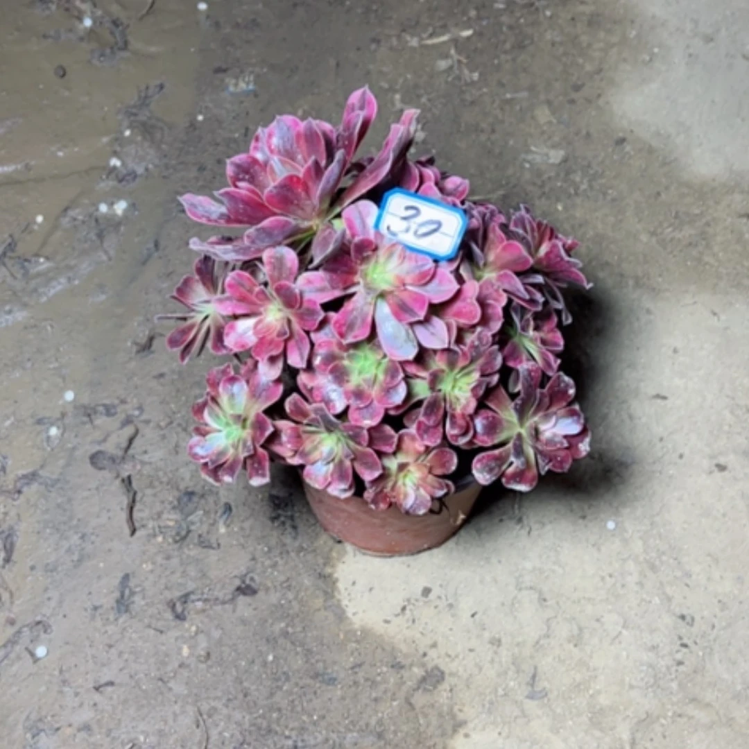 【闪购商品】远**妞多肉植物美杜莎30