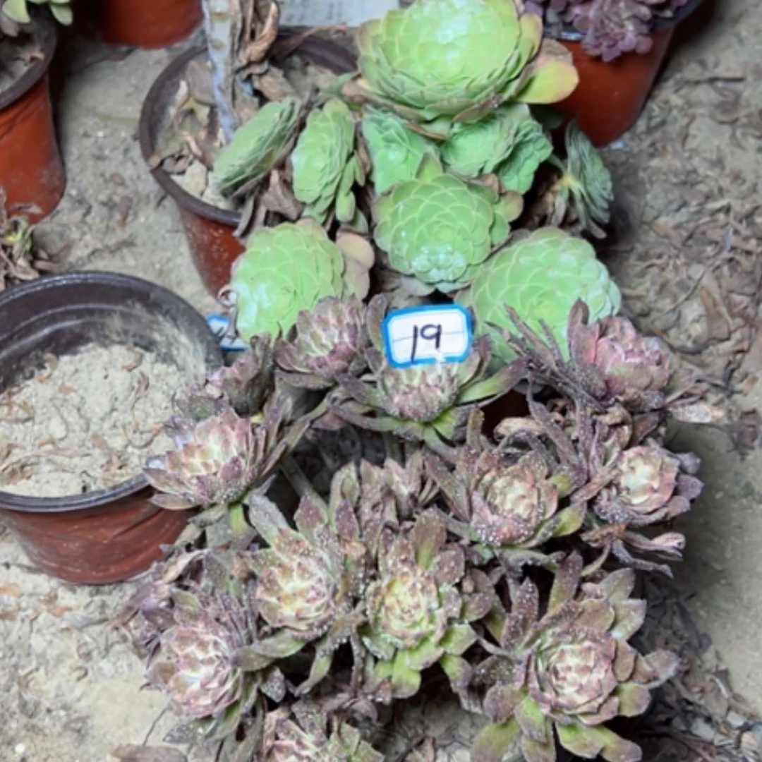 【闪购商品】多肉植物两个19
