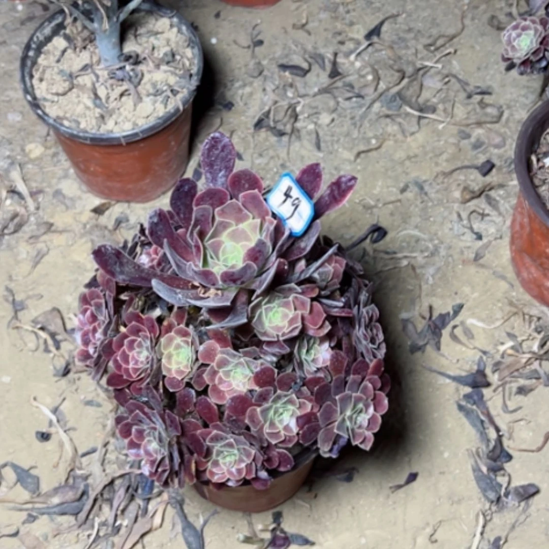 【闪购商品】用****7多肉植物欧丽丽49