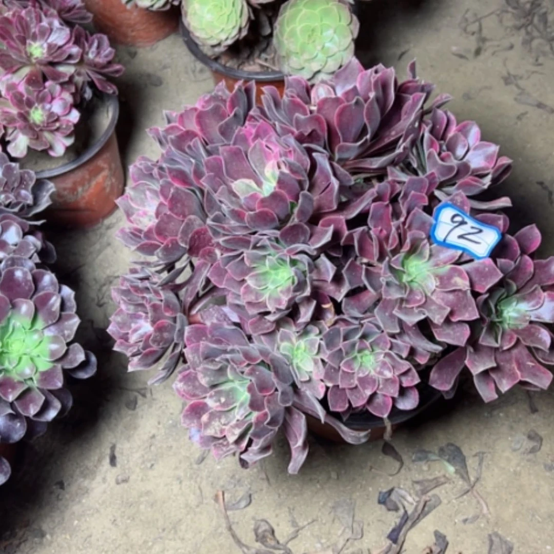 【闪购商品】俊***^多肉植物金丝却92