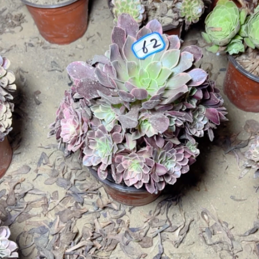 【闪购商品】多肉植物金丝却62