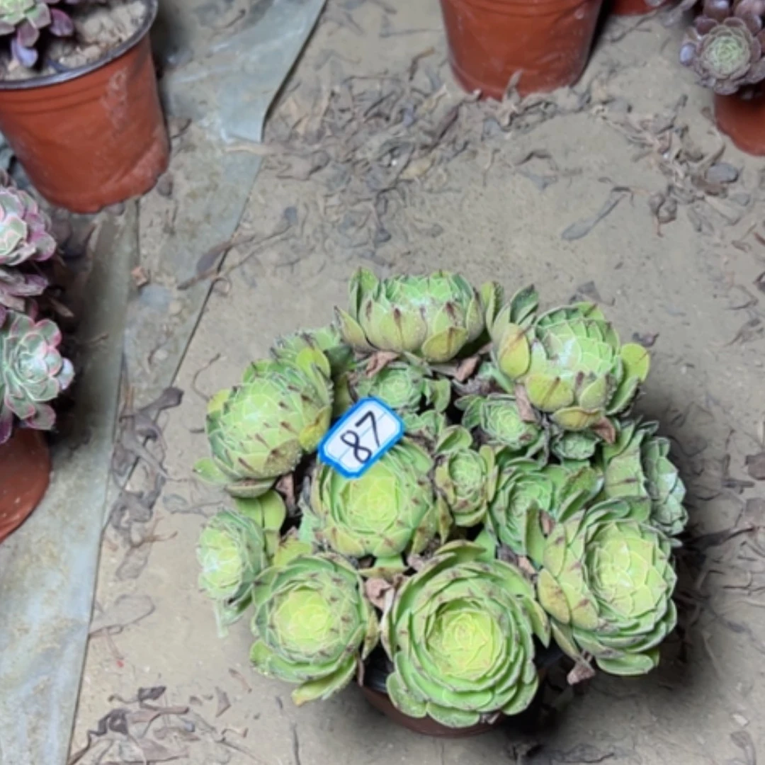 【闪购商品】多肉植物万拉丝87