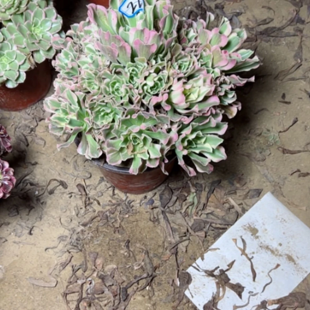 【闪购商品】多肉植物雨花石22