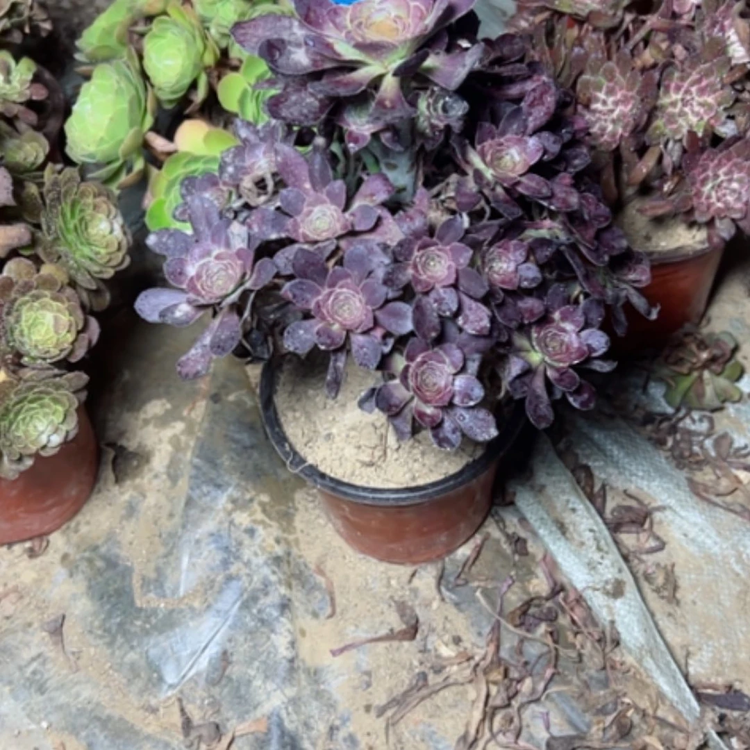 【闪购商品】多肉植物红酒89