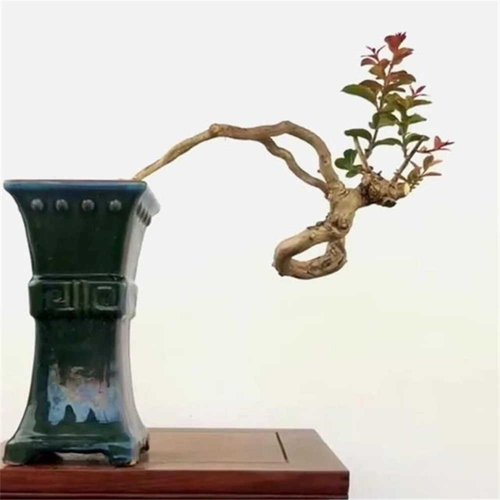 高山栀子花茶室庭院客厅各大精品生桩绿植盆景（直播间一物一拍）