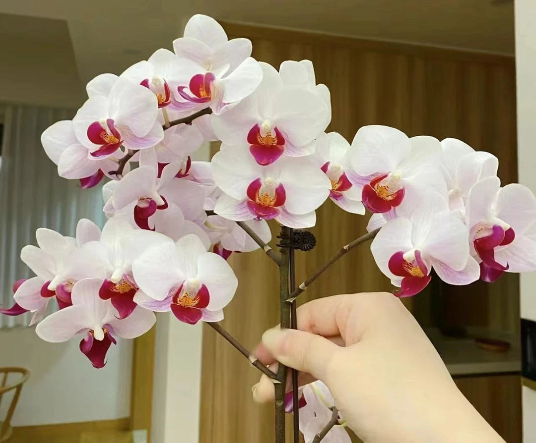 《貂蝉》3.5寸杯不带花剑，花量大花期超长